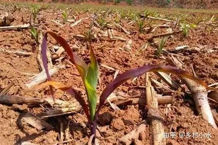 红糖叶面肥的绝密配方