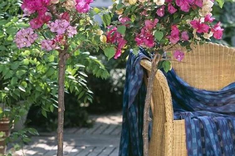 家庭养花用什么农药