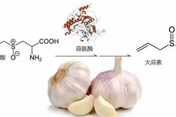 鱼蛋白对大蒜苗有啥作用