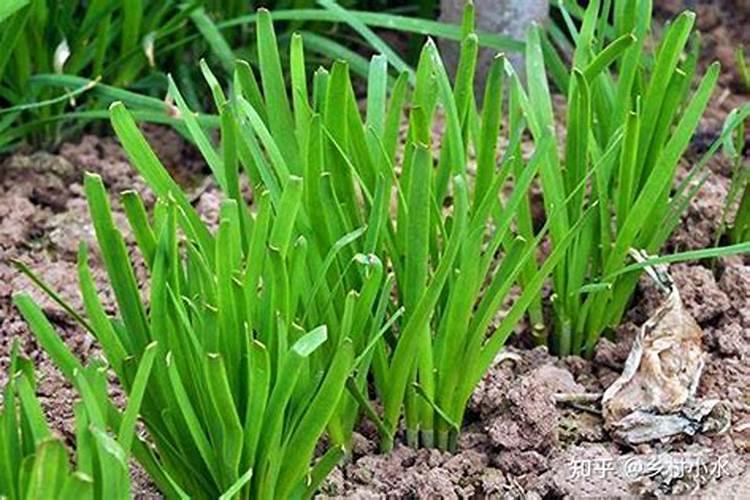 噻虫嗪加高效氯氰菊酯加含氨基酸水溶肥料加芸苔素内酯可以吗