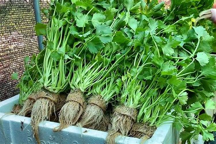 如何种植石香菜