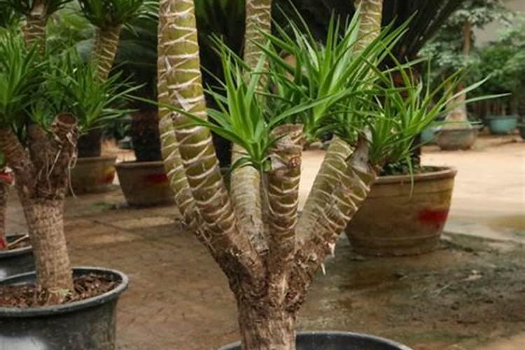 种植上海青怎么施肥