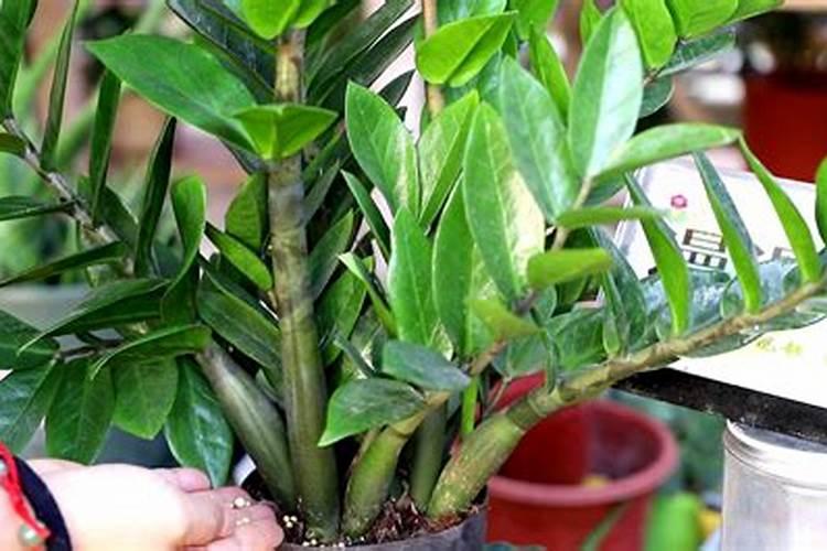 金钱树夏季能施肥吗？