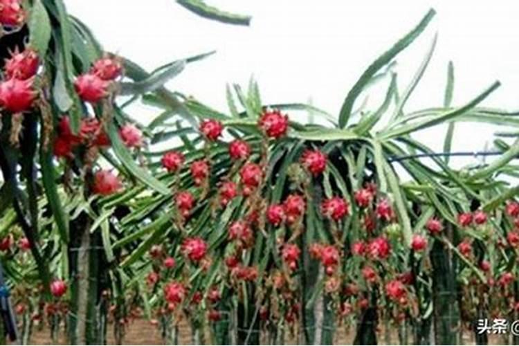 火龙果开花要施什么肥