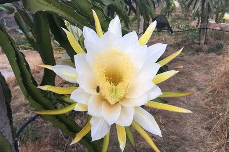 火龙果开花要施什么肥