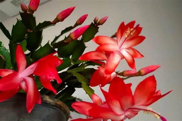 虎皮兰冬天能施肥吗