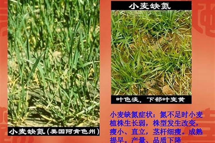 韭菜喜欢什么肥