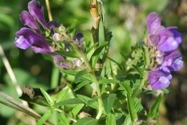 黄芩怎么种植？黄芩高产种植技术
