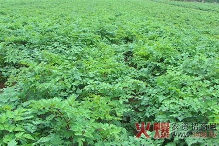 黄芩的种植方法及条件