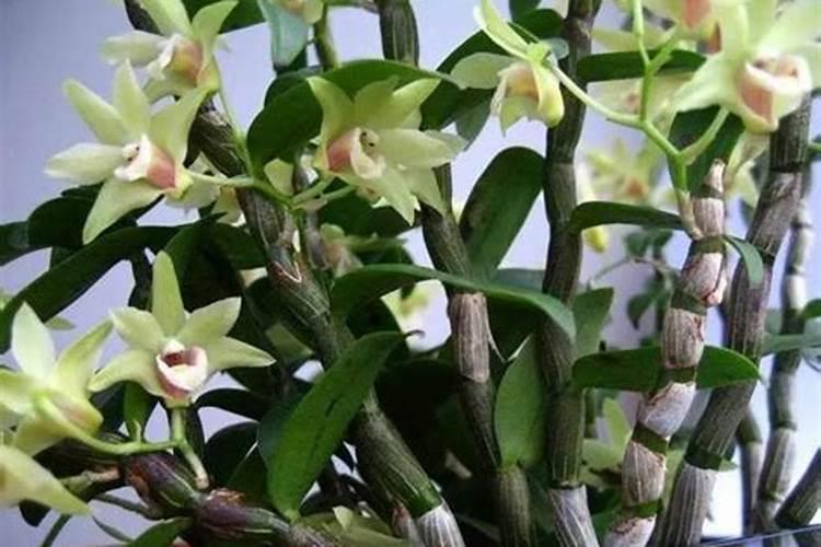 广西植保农药厂怎么样？