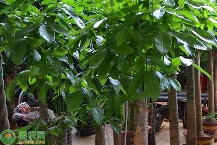 什么是氮肥氮肥的作用