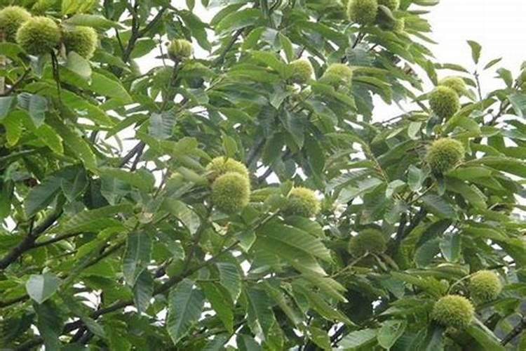 普钙化肥多少钱一吨价格