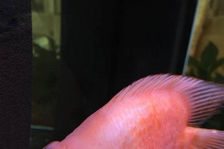 二氧化硫脲的生产方法