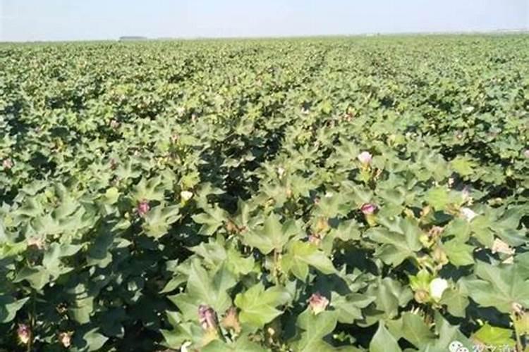 大豆蛋白粉和酵母蛋白粉,哪个对尿酸更友好？