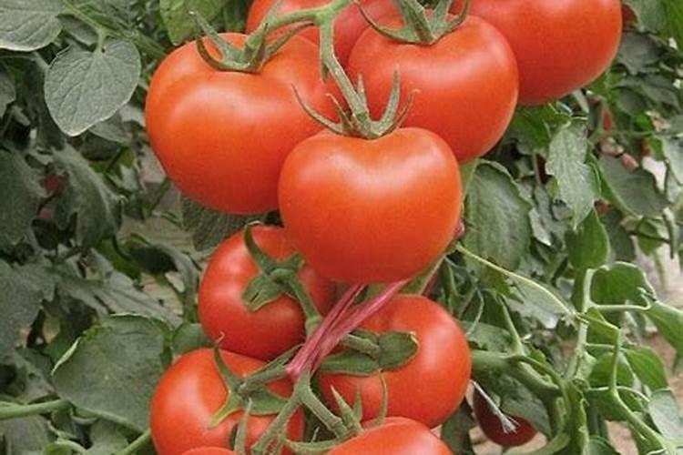 西红柿什么时候追肥合适