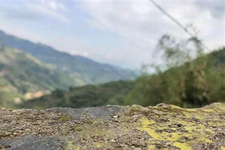 茶叶喷什么叶面肥可以有效提高质量