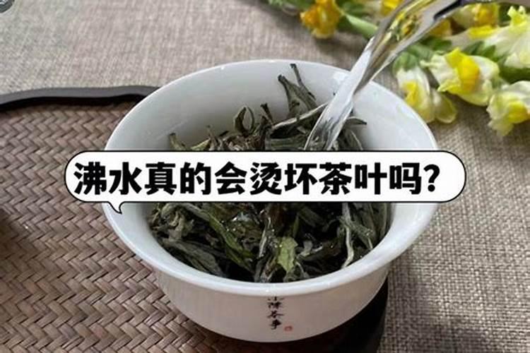 茶叶采摘前可否喷叶面肥