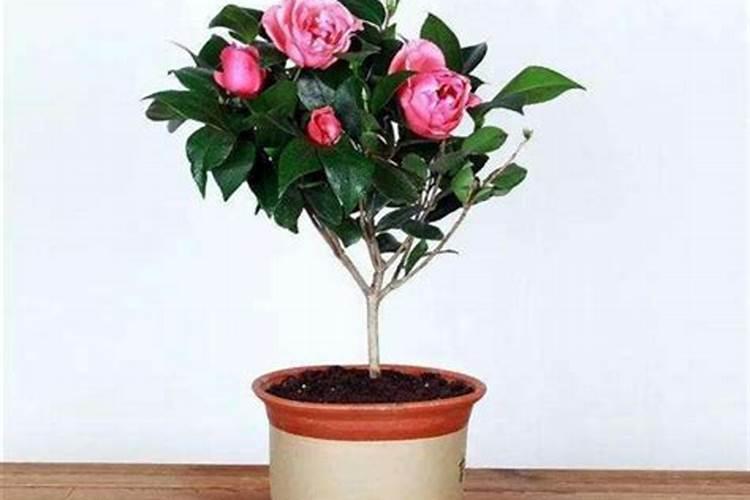 茶花怎么养家庭养法