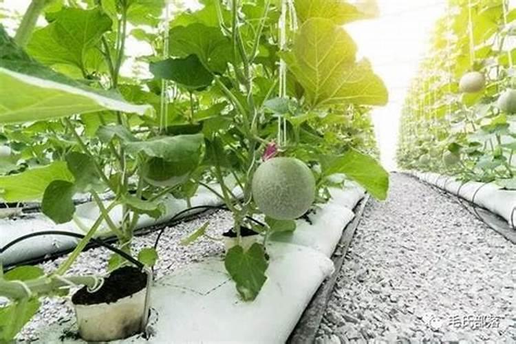 红日阿康艳阳天