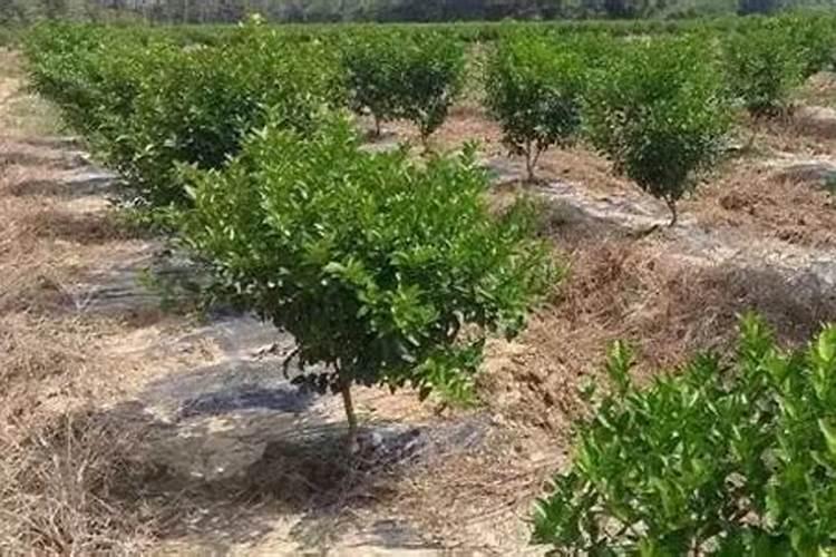 1至2年柑橘树用什么肥料