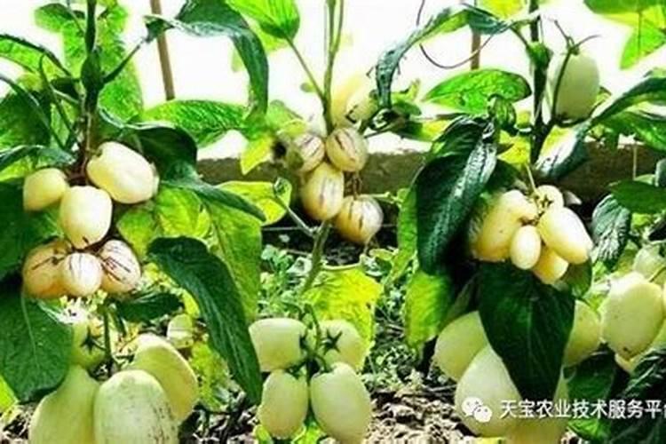 苹果树能用中氯复合肥吗？