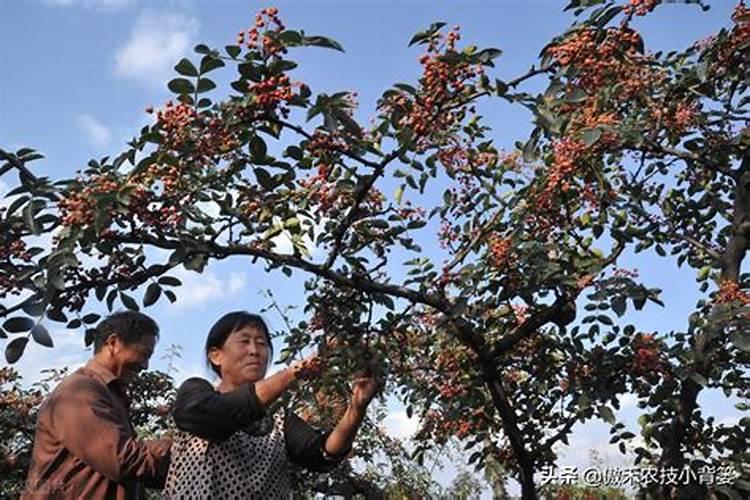 河南省洛阳市现在玉米收购价格是多少啊？