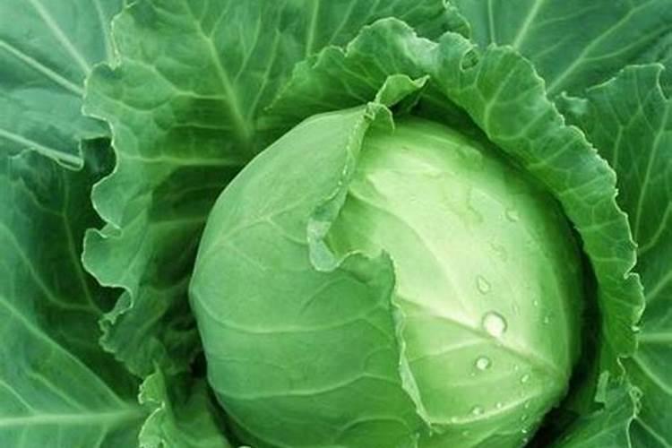 卷心菜怎么施肥