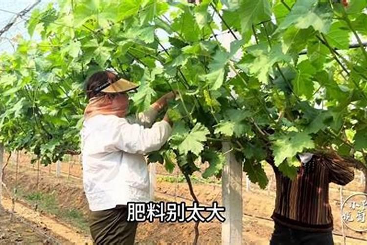 第一年葡萄小苗施什么肥(刚种葡萄苗用什么肥料长得快)