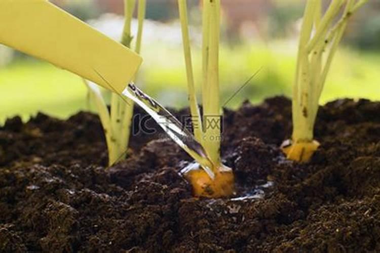 强力生根养根护根抗盐碱改良土壤以色列巴格尔生根滴灌型冲施肥