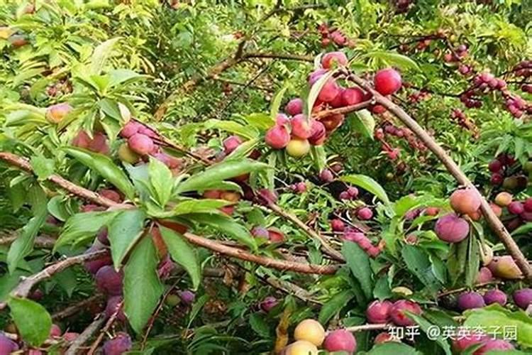 李子怎样保花和保果？