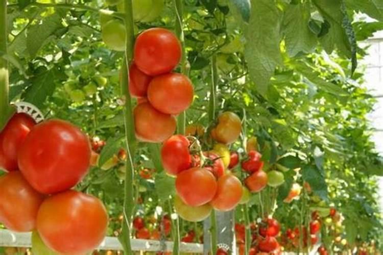 往花的叶子上喷水有什么用？