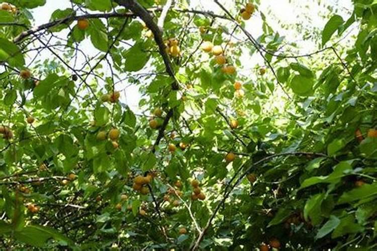 杏树高产用什么叶面肥好？杏树增产叶面肥用什么？杏树喷施金泰靓百度知 ...