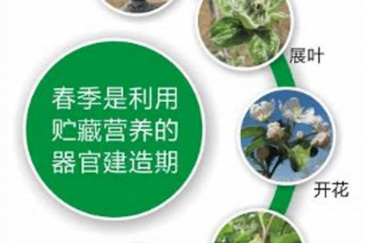 天堂鸟好还是绿巨人好