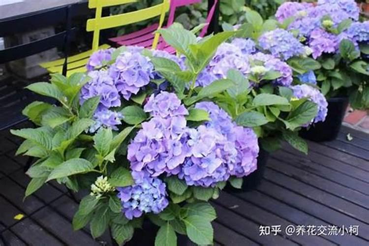 绣球为什么只长叶子不开花