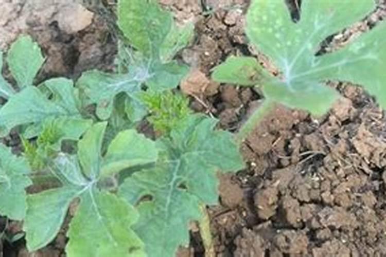 云天化黄腐酸螯合型生物功能肥一袋多少钱