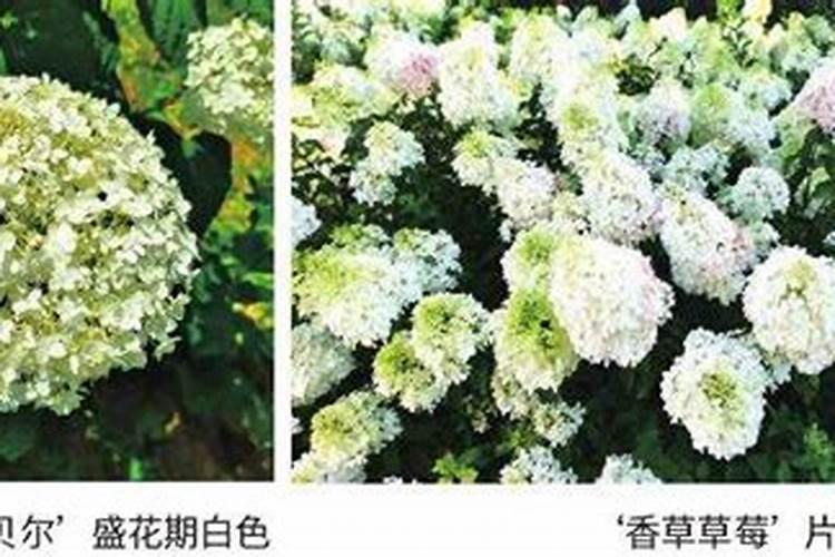 豌豆苗的种植方法是什么