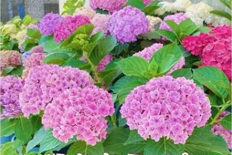 绣球花的养护与管理