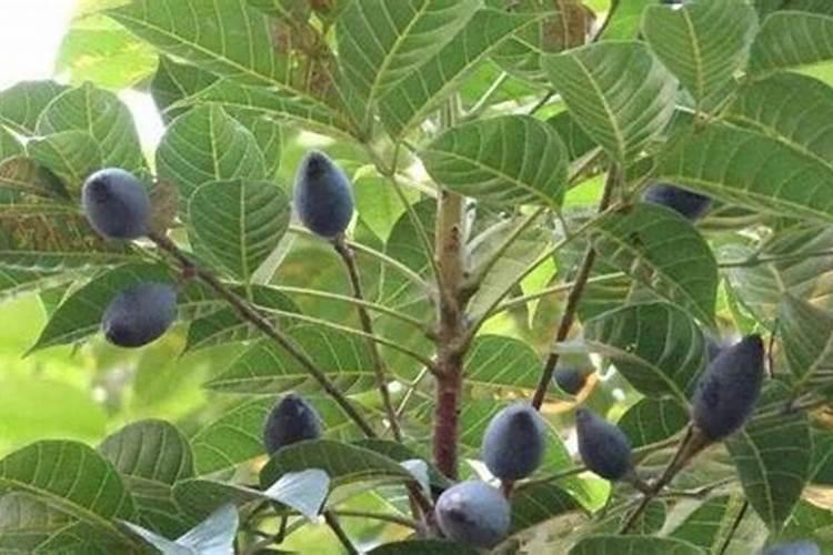 橄榄核能不能直接种植？