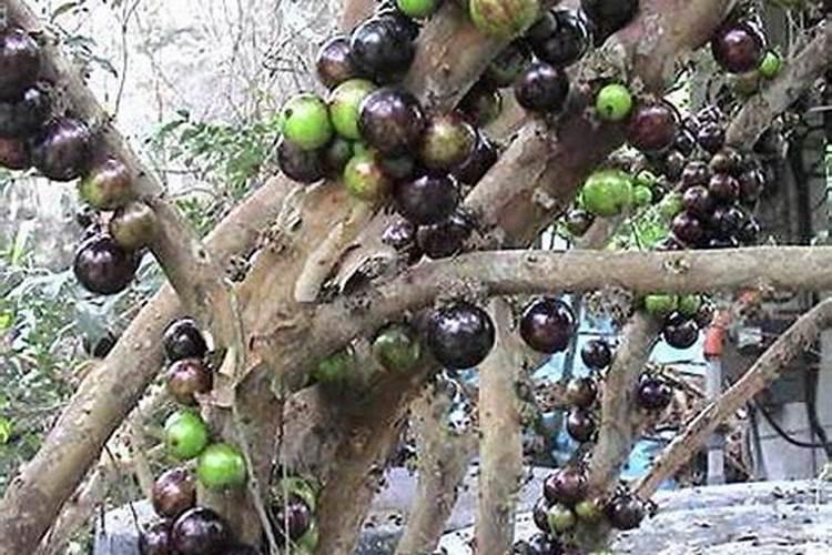 嘉宝果结果的时候可以施肥吗