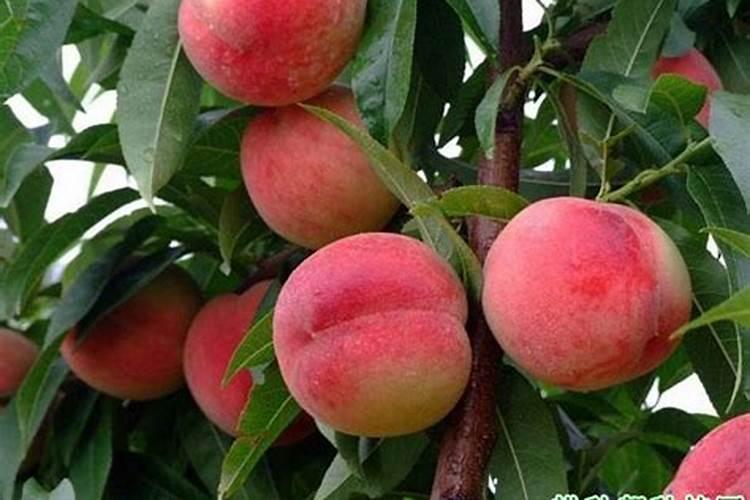 小麦清明前后还能撒尿素吗