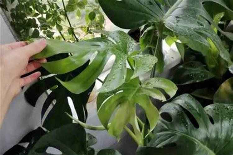 蒲江猕猴桃基地在哪里,位于成都蒲江县复兴乡