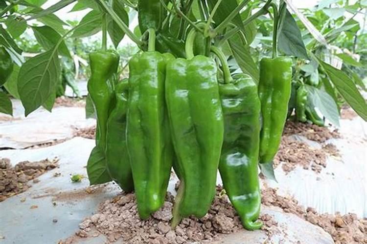 硼肥不能和什么一起用？如果使用错误会产生哪些影响？