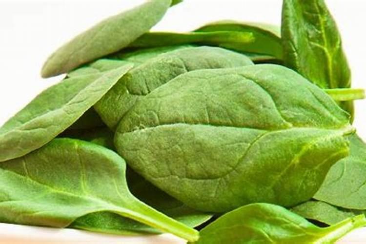 菠菜的需肥特性与施肥如何掌握？