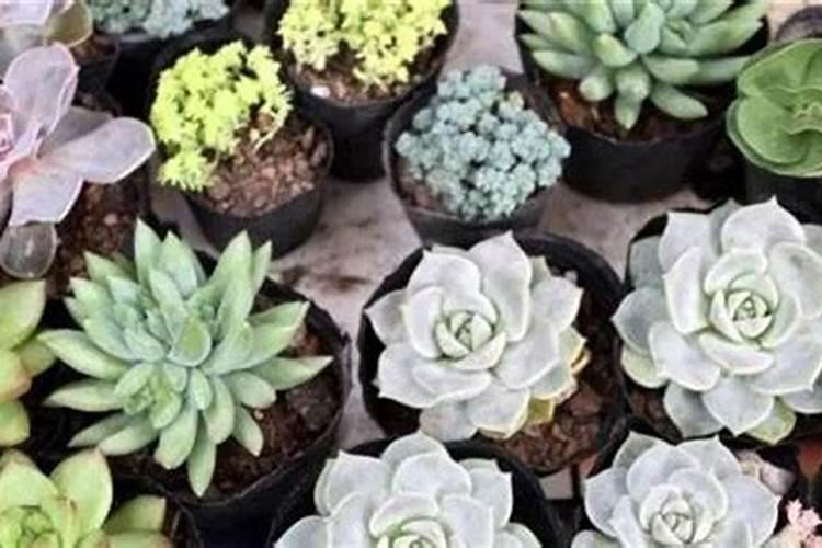 草木灰可以浇多肉吗