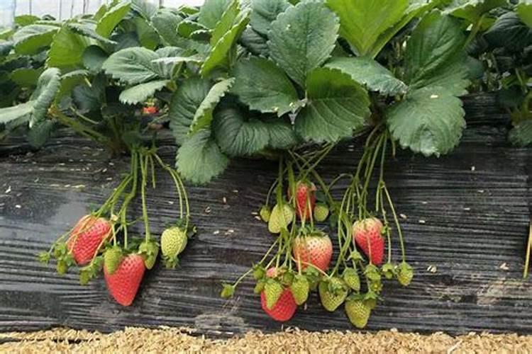 蔬菜缺磷会出现哪些症状？