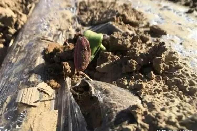 关于食葵363种植？