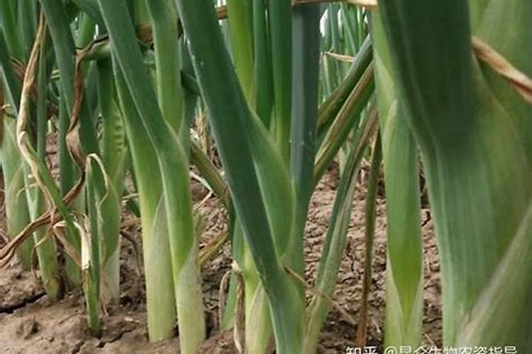 大葱叶面喷什么好？大葱用什么肥料好？大葱叶面肥喷施昆仑风