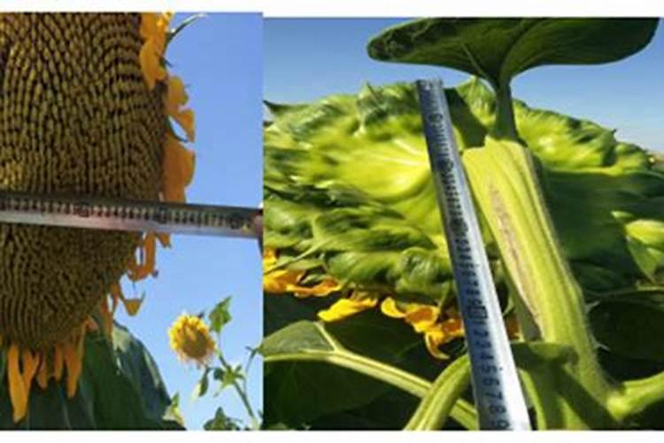 向日葵是什么时候种植的？如何栽培管理才能获得高产？