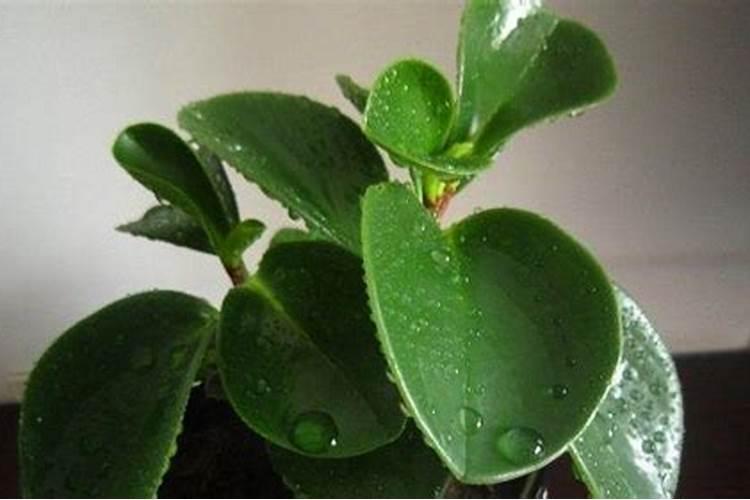 盆栽牡丹怎样才能开出较多的花朵？