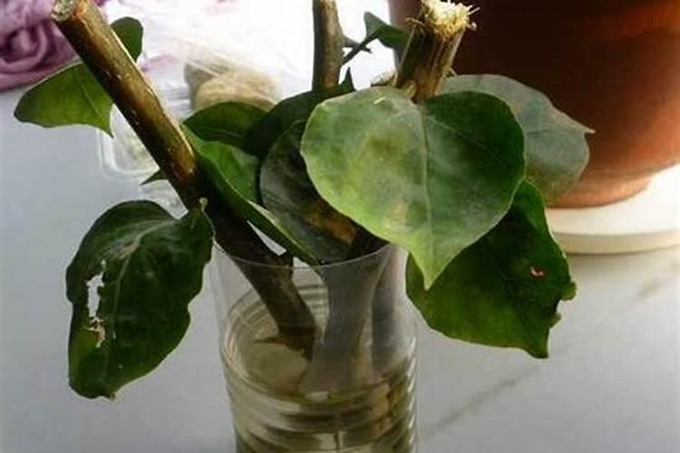 生物菌肥哪种最好